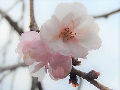 美しかった冬桜その後(1月15日観察)