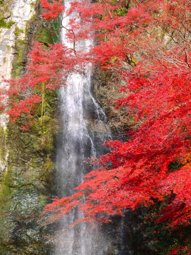 はじめて 箕面の滝 に紅葉見に行った 箕面 大阪 の旅行記 ブログ By S T E Pha N I Eさん フォートラベル はじめて 箕面の滝 に紅葉見に行った 箕面 大阪 の旅行記 ブログ By S T E Pha N I Eさん フォートラベル