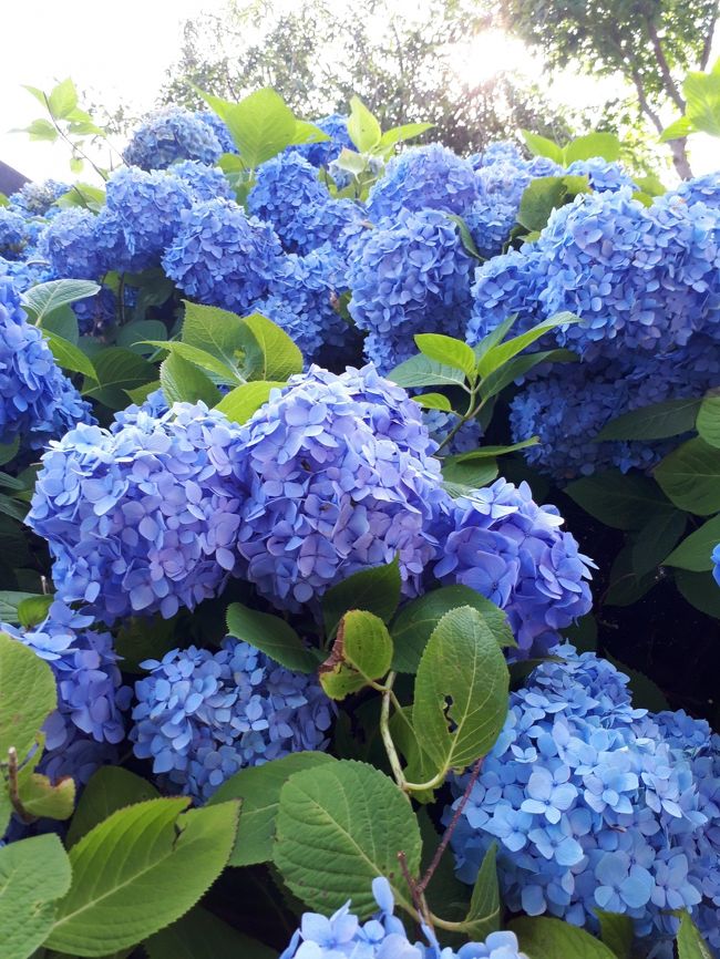 何年か前から気になっていた男鹿の紫陽花寺「雲昌寺」にやっと行けました。<br /><br />いやいやいや・・・・・・・<br />まいりました。<br /><br />素晴らしいです。<br />よくお手入れされた素晴らしい紫陽花です。<br /><br />「雲昌寺」の副住職さんが、コツコツと挿し木をして増やしたのだそうです。<br />増やしただけではなくてお手入れがしっかりされています。<br />弘前城の桜の管理と同じような優しさ、丁寧さを感じました。<br />これは今後も観光客が増え続けるのでしょうから、駐車場や順路の案内などを整備していかなくてはならないかもしれません。<br /><br />とにかく、素晴らしい。<br /><br /><br />