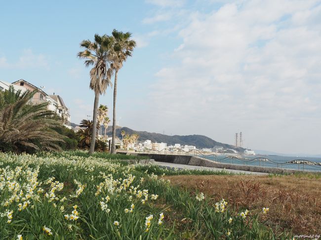 横須賀市の野比海岸にある水仙ロードを歩いてきました。<br />野比海岸といってもあまり知られていませんが、東京湾フェリーの久里浜港から南へ行った北下浦海岸通り（県道212号線）の歩道2.5Kmほどに、地元ボランティア団体「水仙の会」の皆さんが植えた200万株の水仙が咲き誇ります。<br /><br />この日は、京急YRP野比駅からスタートして野比海岸沿いを歩いて久里浜港から京急久里浜駅まであるきましたが、バスを利用する場合は、京急久里浜駅から野比海岸行きに乗り、千駄ヶ崎バス停下車になります。（バスの本数が少ないので、事前に調べてください。）