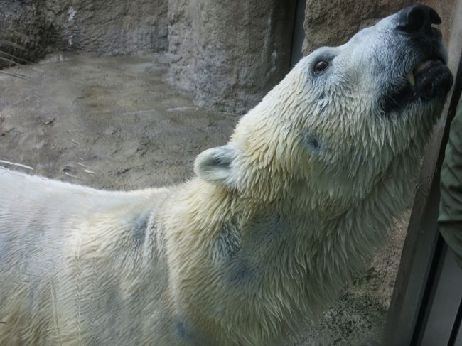 ゴールデンウィークの北海道への旅<br />初めての旭川、富良野で花には少し早いけど楽しいドライブ。<br />美味しいものをたくさん食べて満足。<br />北の国からの世界を楽しみ、有名な旭山動物園へも行きました。