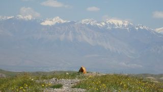 キルギス・アドベンチャー(2)マーモットが出迎え、レーニン峰山麓のお花畑を満喫