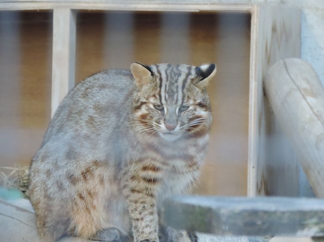 大宰府から電車とバスに乗ってどうしても行きたかった動物園へ！<br />写真は逢いたかったツシマヤマネコ☆