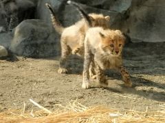 チーターのふわふわ5つ子ちゃんと オランウータンの赤ちゃん＆キューの誕生会＠多摩動物公園