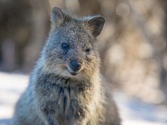 オーストラリア 5泊7日 前編 数年越しの想いと共に クオッカに会いにロットネスト島へ