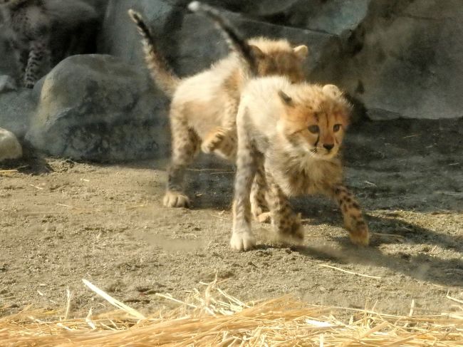 ある日、新聞を見ていたら、「多摩動物公園で１０月に生まれたチーターの赤ちゃん5頭の一般公開が始まった」という記事を見つけた。赤ちゃんチーターの背中にはタテガミのような毛があり、その「ふわふわの毛は半年しか見られない」のだとか。これは是非とも見に行きたい！ということで、普段はあまり行かない多摩動物園へ。<br /><br />チーターの5つ子やオランウータンの赤ちゃん、他の動物達を見て、満足して出口へ向かおうとしたところに、園内アナウンスが流れてきた・・・<br /><br />・・・国内最高齢雄オランウータン、キューの50歳の誕生日会を行います・・・<br /><br />なんとっ！それは見に行くしかないでしょ、とＵターン。初めて動物園でお誕生会に遭遇しました(^o^)<br /><br />肝心のチーターの写真がピント合わずでいまいちなのですが、よろしければご覧ください～m(_ _)m<br />