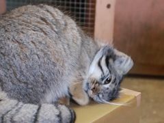 年始３日連休に２日通った埼玉こども動物自然公園（前編）親子３頭展示のレッサーパンダや段ボール箱にはしゃぐマヌルネコやペンギンの食事タイムなど～楽しかったけれど目算は外れた１日目