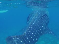 ジンベイザメと泳ぐinセブ弾丸旅行２泊4日 ☆1日目