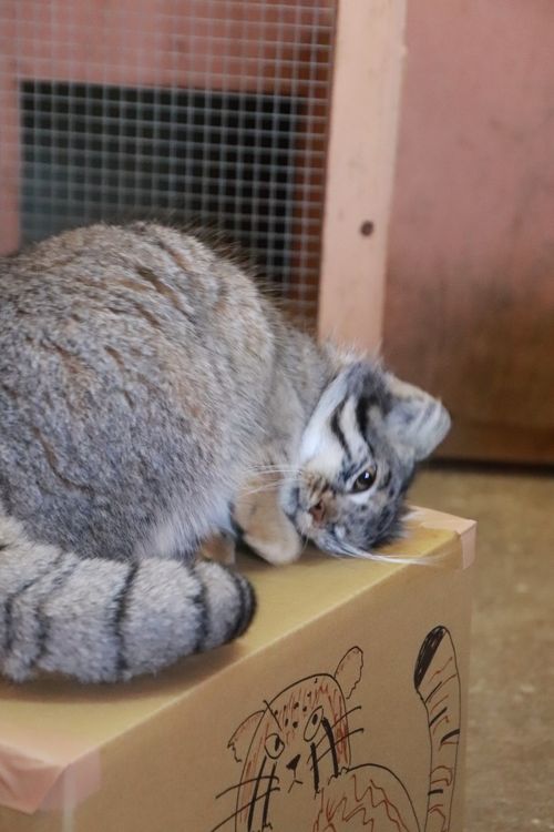 年始３日連休に２日通った埼玉こども動物自然公園（前編）親子３頭展示