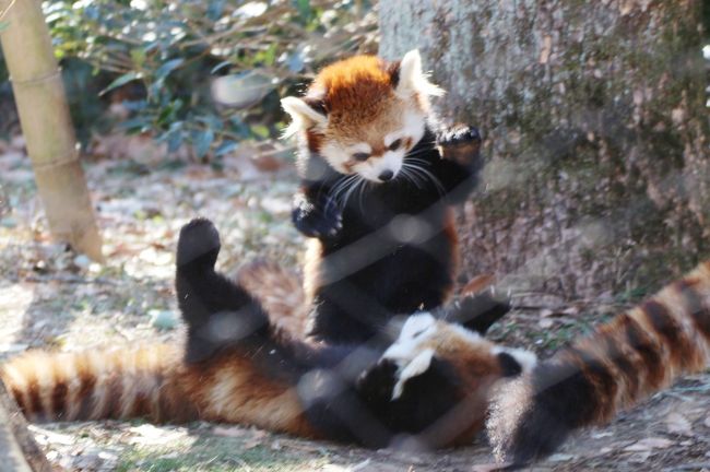 2019年の成人の日の三日連休の中日に再訪した埼玉こども動物自然公園（略して「埼玉ズー」）。<br />我が家から１時間圏内のアクセスのしやすさから、何度も再訪していますが、いつもなにかしら楽しみ＝ミッションを掲げて訪れていました。<br />それがいつもコンプリートできるわけではありませんが、ミッション以外にも予期せぬいいものが見られることも多く、いつも深い満足感と充実感と共に動物園を後にしたものでした。<br /><br />今回ミッションに掲げていたのは４点。<br />レッサーパンダのみやびちゃんが屋外展示場で妹のリンちゃんと同居しているところを見ること。<br />工事が終わったコアラの室内展示場で、女子コアラたちや、子コアラのシャインくん、そしてできれば２頭の赤ちゃんを見ること。<br />初めて当園に加わり、私も見るのは初めてのクビワペッカリーに会うこと。<br />そして、４点目はダメ元でしたが、室内展示のコツメカワウソの六つ子の赤ちゃんを見ること。できれば写真もゲットすること。<br /><br />今回は、予期せぬいいものとしては、段ボール箱ににじゃれるマヌルネコが見られました。<br />予期していたいいものとしては、ペンギンたちの楽しい食事タイムや、ぺたぺた歩いて営巣地に戻る姿が見られました。<br />赤ちゃんカピバラを含むカピバラ温泉も見られたし、子ワラビーとのふれあいもできました。<br /><br />４つのミッションのうち、クビワペッカリーは会えました。<br />そして、ダメ元だと自分に言い聞かせながらも、４度見に行ったコツメカワウソ舎で、もうすぐ閉園時間となる最後の最後に、はしゃぐ赤ちゃんを含めたコツメカワウソ一家を見ることも、非常に写真が撮りづらい展示場で写真もゲットできました！<br /><br />でも、成功確率が高いと思っていたトップ２のミッションは、完全に外れてしまいました。<br /><br />特にコアラについては、当初12月中旬に終わると発表されていた室内工事がまだ終わっていなかったのは仕方がないにしても、昼頃に公式フェースブックをチェックしていたら───！<br />あるいは、予定していた通りに昼頃に東園に行き、北園と東園を２往復することをおっくうがらなければ───！<br />どうせ室内の女子コアラが見られないだろう、なんて思っておっくうがらず、昼頃に行くのを省いたりしなければ───！<br />冬でも小春日和だったので外に出ていたコアラのビノっちやコタロウくん、そして窓が開放されていたので、コアラの赤ちゃんが見られたようなのです。<br />しかも、フタユビナマケモノのノンちゃんも外に出て綱わたりをしたようなのです。<br />そう思うと、他にいっぱい楽しい思いをしたのに、そして１番最後にダメ元だったコツメカワウソの赤ちゃんたちが見られたのに、私の気持ちは晴れませんでした。<br /><br />可能性があったのに、自分がちょっと手間を省いたせいで、容易に手が届くはずだった欲しいものを逃したことを後で知るほど、くやしいものはないかもしれません。<br /><br />なので、連休３日目に、用事の合間に時間を捻出し、昼間３時間だけ訪れることにしました。<br />そして結果としては、ミッションを、完璧ではないにしても、大変満足できる形でコンプリートすることができました！<br /><br />続けて訪れた２日目は、時間が限られていたので、レッサーパンダと東園のコアラに集中するようにしました。<br />レッサーパンダは、思惑通り、お外みやびちゃんとお外ソウソウくんは日替わり交代だったようで、お外みやびちゃんを４ヶ月ぶりに見ることができました！<br />しかも、一人でハイテンションで遊ぶ姿や、リンちゃんと遊ぶ姿も見られました。<br />ここのところ部屋でつまらなそうにしているみやびちゃんばかり見ていたので、みやびちゃんが外で楽しそうに過ごしていて、とても嬉しくなりました。<br /><br />そしてコアラの方は───昨日より気温が高かったはずなのに、風があったからか、ピノっち（あるいは交代でコロンくん）やコタロウくんは外に出ていなかったし、工事中の仮の女子コアラ部屋の窓は閉ざされていたので、コアラの姿は全然見ることができませんでした。<br />しかし、これは仕方がありません。動物の体調管理の方が大事です。<br />でも、コアラ舎でのんびり過ごしていたら、14時ちょい前にフタユビナマケモノの部屋のガラス窓が開けられて、仮の女子コアラの部屋も、片方だけ開放されました！<br /><br />フタユビナマケモノのノンちゃんは、窓が開いたことに気付くとすぐに外に出てきました。<br />窓が開いている間、ずっと外に出ていたわけではないので、タイミングが良かったといえます。<br />ただし、コアラの方は、赤ちゃんがいる部屋は窓が開いていなかったので無理でしたが、窓が開いていても、コアラたちは寝ていました。<br />でも、あきらめてすぐ去らず、窓の前のテラスでしばらく待ってみました。<br />シャインくん、目を覚まして、笹を食べに下りておいで、と念を飛ばしながら（笑）。<br />それが効いたかどうか分かりませんが、待った甲斐がありました！<br />しばらくするとシャインくんが、死角になっていた上の方からするする下りてきて、床まで下りてしまって、しばらくじーっと私の方をむいてポーズしてくれました！<br />その後、ママのそばへ移動して、ユーカリを食べ始めました。<br />ありがとう、シャインくん！<br /><br />というわけで、２日かけてミッション・コンプリート！<br />２日の訪問を合わせて、深い満足感と充実感に満たされました。<br /><br />＜2019年初の訪問で３日連休に２日通った埼玉こども動物自然公園の旅行記のシリーズ構成＞<br />□（前編）親子３頭展示のレッサーパンダや段ボール箱にはしゃぐマヌルネコやペンギンの食事タイムなど～楽しかったけれど目算は外れた１日目<br />■（後編）最後にコツメカワウソの六つ子の赤ちゃんは見られた１日目の続き～姉妹展示のレッサーパンダで久しぶりのお外みやびちゃんやフタユビナマケモノとコアラもリベンジできた２日目<br /><br />埼玉こども動物自然公園の公式サイト<br />http://www.parks.or.jp/sczoo/<br /><br />＜タイムメモ＞<br />【2019年１月13日（日）】<br />09:45　家を出て車で向かう<br />10:20　第１駐車場に駐車<br />10:25　年パスで入園（開園09:30）<br />10:30-10:35　コツメカワウソ（北園）<br />10:35-10:50　なかよしコーナー<br />10:50　コツメカワウソ（全員熟睡）<br />10:50-11:05　なかよしコーナー<br />11:05　コツメカワウソ（全員熟睡）<br />11:10-11:15　乳牛・マヌルネコ<br />11:15-11:20　カナダヤマアラシ<br />11:20-11:45　レッサーパンダ<br />11:45-11:55　マヌルネコのおはなし<br />11:55-12:45　レッサーパンダ<br />（リンちゃん大はしゃぎ）<br />12:45-12:55　プレーリードッグ・フェネック・ミーアキャット<br />12:55-13:25　レッサーパンダ<br />（ハナビちゃん、リンちゃんをよくふり返る）<br />13:25-13:30　プーズー<br />13:30-14:00　ペンギンの食事タイムを見学<br />14:05-14:10　プーズー<br />14:10-14:25　レッサーパンダ<br />14:25-14:30　ヤブイヌ<br />14:30-14:40　レッサーパンダ<br />14:40-14:45　乳牛<br />14:50-15:10　なかよしコーナー<br />（クビワペッカリー目覚める）<br />（コツメカワウソは全員熟睡）<br />15:20-15:50　カピバラ・ワラビー広場（ここから東園）<br />（カピバラ温泉は14:00から）<br />15:55-16:10　コアラ舎<br />（昼間、屋外コアラとナマケモノ展示があったらしい）<br />16:20-16:30　コツメカワウソ（北園）<br />（全員目覚めて、６つ子の赤ちゃんも見られた）<br />16:30頃　動物園を出る（閉園16:30）<br />17:15　車内で休んだ後、出発<br />18:45　鶴ヶ島「蔵の湯」に到着<br />（夕食・温泉・垢すりエステをしてから帰宅）<br /><br />【2019年１月14日（成人の日）】<br />11:50　用事をすませたあと、第２駐車場に到着<br />11:55　年パスで入園（開園09:30）<br />12:00-13:05　レッサーパンダ（北園）<br />（みやびちゃん・リンちゃん大はしゃぎ）<br />13:15-13:30　コアラ舎（ここから東園）<br />（コアラとナマケモノの屋外展示なし）<br />13:30-13:45　写真チェック休憩<br />13:45-14:45　コアラ舎<br />（13:55頃　ナマケモノとコアラ部屋片方の窓開放）<br />14:45-14:55　写真チェック休憩<br />15:00-15:05　カピバラ・ワラビー広場<br />（カピバラ温泉は14:00から）<br />15:10　動物園を出る（閉園16:30）<br /><br />※これまでの動物旅行記の目次を作成済。随時更新中。<br />「動物／動物園と水族館の旅行記～レッサーパンダ大好き～　目次」<br />http://4travel.jp/travelogue/10744070<br /><br />※そのうち、これまでの埼玉こども動物自然公園の旅行記のURL集は、前編の旅行記「年始３日連休に２日通った埼玉こども動物自然公園（前編）親子３頭展示のレッサーパンダや段ボール箱にはしゃぐマヌルネコやペンギンの食事タイムなど～楽しかったけれど目算は外れた１日目」の末尾にまとめました。<br />https://4travel.jp/travelogue/11446632<br />