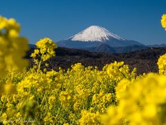 大寒を前に春の息吹きを感じる（２）吾妻山公園の菜の花と富士の眺望