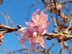 美しかった冬桜その後(1月19日観察)