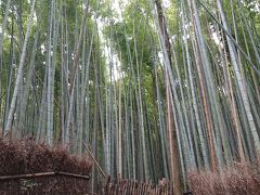 紅葉巡り（京都）　2日目　2/4　：　天龍寺＆錦市場編