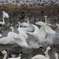 「白鳥の湖」瓢湖と新発田のお雑煮祭り