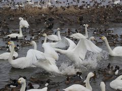 「白鳥の湖」瓢湖と新発田のお雑煮祭り