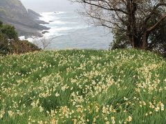 霙降る寒い越前路　満開の水仙と怒涛の荒波を撮る♪