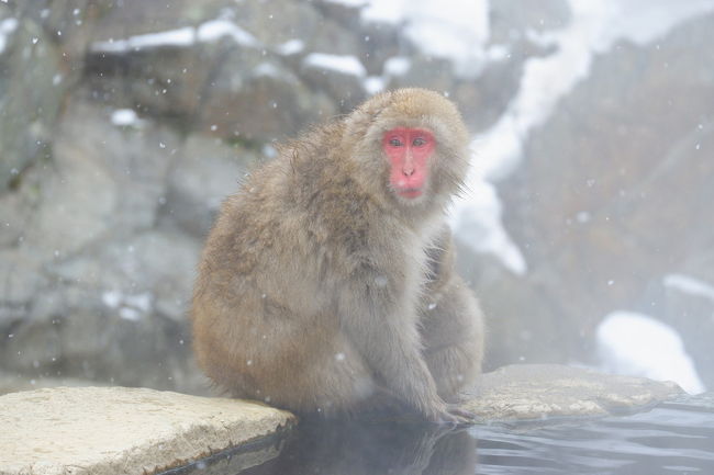 年に１回は会いたくなる地獄谷野猿公苑のお猿たち。<br />またまた会いに行ってきました！<br />今回は日帰りで、善光寺も観光。<br /><br />タイトルはホッカホカ！ですが、実際は極寒の山の中。<br />温泉にゆったりつかるお猿さんたちがうらやましかった(笑)<br /><br />お猿の写真が多くなってしまったので、善光寺編は次の旅行記でアップします。<br />