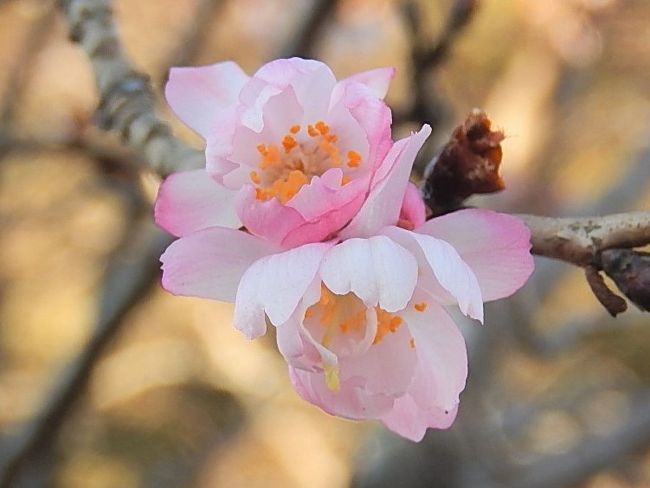 1月20日、午後2時半過ぎにふじみ野市の西鶴ケ岡地区を散策し、十月桜を観察しました。　とても美しかったです。<br /><br /><br /><br /><br />＊写真は美しかった十月桜　