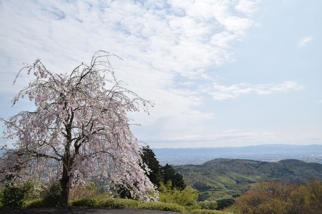 ひとりお花見部 2018①　今年はだいたい晴れて良かったよ 善峯寺 の一日め前半篇