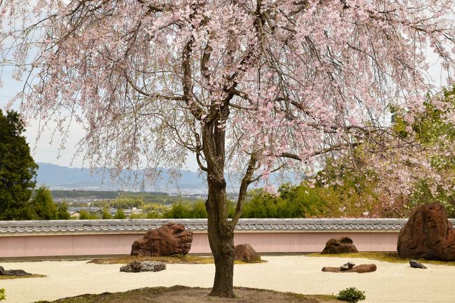 初日の後半は洛西、大原野のお花見です。<br />「花の寺」という別名を持つお寺がある程の桜の名所で<br />上質の桜が揃っていました。<br />大原野のお花見後、北上。宿泊した嵐山で夜桜の見物。<br /><br />正法寺～大原野神社～勝持寺～向日神社～渡月橋<br />で、一日め終了です。