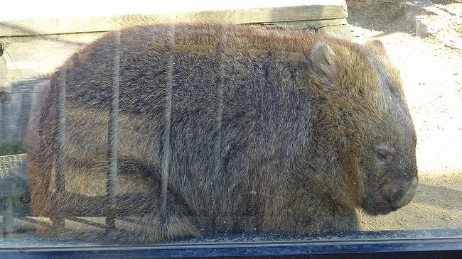 入園料が要らない池田市立五月山動物園へ、ウオンバットを見せて貰いに行きました。<br /><br />主に、オーストラリアの動物が飼われており、中でも数頭のウオンバットが一番の人気者です。<br /><br />写真は、柵の中のウオンバット。