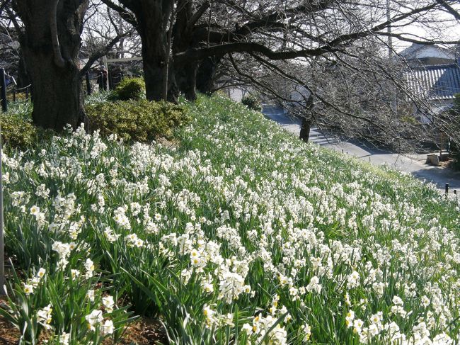 家内が、庭の水仙の花を見て、そろそろ権現堂の水仙も見頃になったでしょうから、行ってみませんか・・・の誘いに乗って権現堂堤を訪ねてみました。