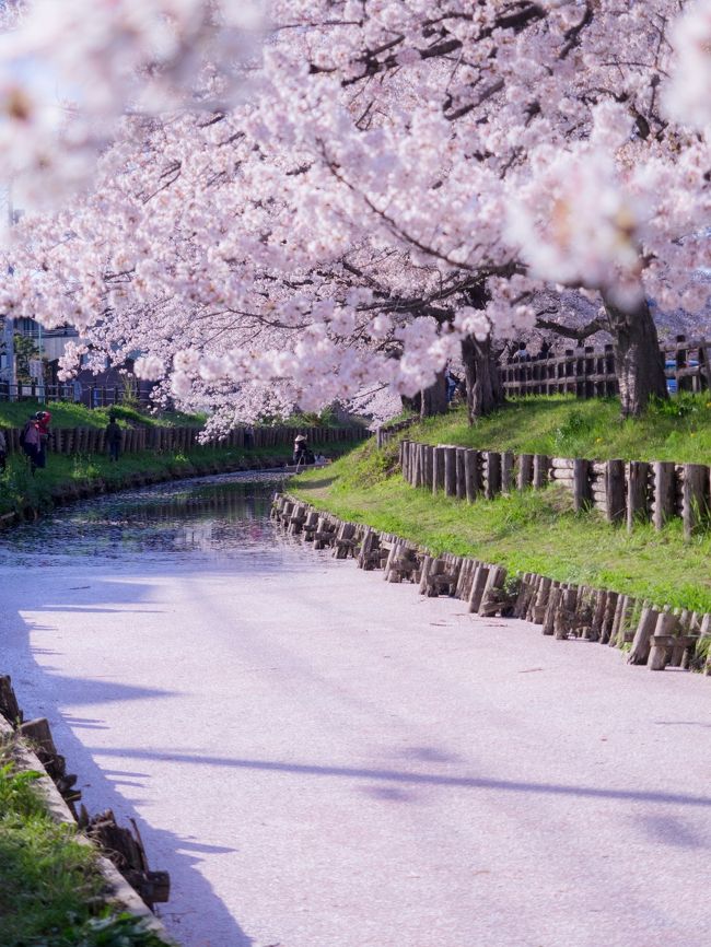 桜の季節、氷川神社うらの新河岸川では舟遊びが開催されます。整理券をもらって舟に乗って川の両岸からの桜を眺める事ができて、それは絶景です。川越は有名な観光スポット、フォトジェニックスポットが多く、また食べ歩きも、レストランやカフェも充実しているのでいろいろ楽しめます。この日は桜を見物して、菓子や横町や、小江戸の蔵作りの街並を散策してみました。