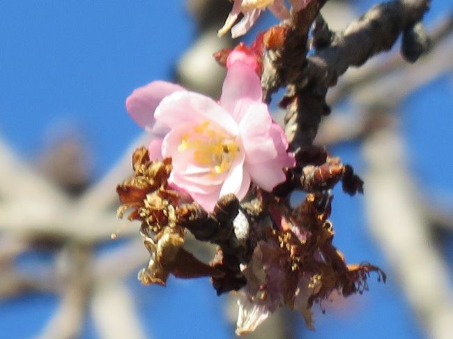 1月22日、午後1時半頃に久しぶりに皇居東御苑を訪問しました。　目的は寒椿や冬桜、カンザクラ、蝋梅、梅等を見るためです。　この時期の訪問は今までしたことがなく、時期的にもいろいろな早春の花きが見られませんでしたが、目的のカンザクラ、冬桜、蝋梅、梅、十月桜、寒椿、タロウカジャ、藪椿等が見られました。<br /><br /><br />＊写真は三ノ丸尚蔵館付近で見られた十月桜