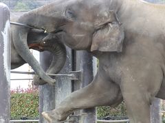 新春2019・山口レッサーパンダ遠征（３）徳山動物園（後編）ぞうさんの歌の作詞家の生まれ故郷の地で会えたアジアゾウや白いタヌキなどレッサーパンダ以外の魅力的な動物たち～ビントロングとライオンとトラには会い損ねたけど