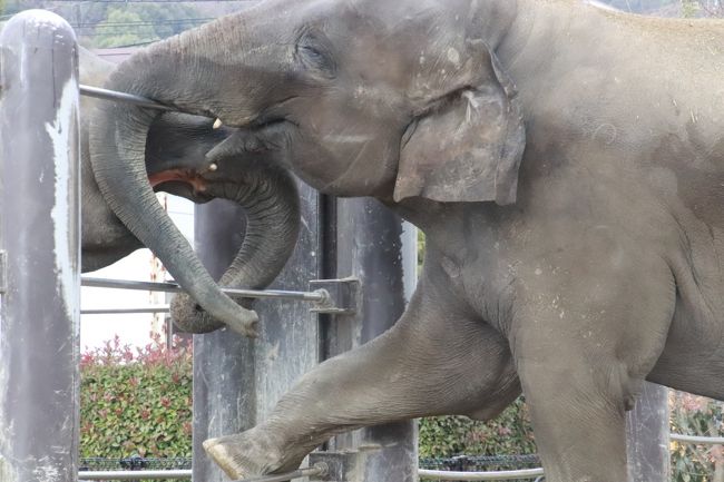 はじめて徳山動物園を訪れることに決めた約２年前の2017年２月の段階では、動物園の敷地はもっと小さくて、展示施設も古くて、がっちりした柵で写真撮影に向かないものも多そうで、当時、レッサーパンダは４頭いたとはいえ、終日過ごすとしたら、レッサーパンダが昼寝している時間などは、時間を持て余すと思いました。<br />なので、あのときは他園とはしごし、午後半日だけ訪問しました。<br /><br />だけど今回、徳山動物園の再訪を決めたときには、迷わず、１日かけることにしました。<br />というのも、当時から園内あちこち工事中だったので分かっていましたが、敷地は北園まで広がって、なんてったって、レッサーパンダがある自然学習館「ねいちゃる」をはじめ、新しい施設で見やすくなったからです。<br />それと、この２年の間、あちこちの動物園を訪問するうちに、やはり会う回数が増えれば、気になったりも、好きになったりするもので、レッサーパンダ以外にもゆっくり見たくなる動物が増えました。<br />それに、２年前の初来園当時も、半日ではあわただしくて、足らない気持ちがありました。<br />特に、まだ子ゾウだったアジアゾウのミリンダくんとナマリーちゃんが屋外にいた時間帯に見に行けなかったことは心残りでした。<br />また、今回の再訪では、レッサーパンダのぱくぱくタイムが見たくて、土日祝日に予定したので、レッサーパンダ以外の動物にも食事のイベントが期待できました。<br /><br />今回の徳山動物園の再訪目当ては圧倒的にレッサーパンダで（いつもそうですが）、去年2018年生まれの双子の赤ちゃんもいたし、展示頭数も倍の８頭になり、展示場もとても見やすくなっていたので、ほぼ終日、レッサーパンダに張り付いていてもいいと思わなくもなかったです。<br />しかし、欲張りな私は、他の子たちも気になってしまいました。<br />特に、前回の初来園のときに心残りだったアジアゾウのミリンダくんとナマリーちゃん。今回はちゃんと会えました。<br />そのときに、動物園のある周南市が、有名なぞうさんの歌の作詞家まどみちおさんの故郷だと知りました。<br />その説明や記念碑などは2017年の初訪問のときもあったと思いますが、あのときは半日訪問で、レッサーパンダ以外はあわただしく回っていたので、覚えていません。<br />それから、キリンの赤ちゃんが生まれていたので、他園で何度も見たことがあるとはいっても、外せませんでした。<br /><br />コツメカワウソも楽しかったです。<br />レッサーパンダの昔の室内展示室がコツメカワウソ舎になっていて、３ヶ所で５頭は展示されていました。<br />コツメカワウソについては、私には個体判別はほとんどできないのですが、やっぱり可愛いなぁと思いますし、書く園で、どのような見せ方をしているか、どんな姿が見られるかが楽しみです。<br />特に食事タイムのおねだりや食べる様子は見応えがありますし、飼育員さんのトークも面白いです。トークで聞ける個体情報が特に面白いです。<br />そしてコツメカワウソは可愛らしいしぐさや動きをたくさん見せるので、あまり写真が撮りやすい展示場ではなかったけれど、可愛い瞬間を捉えたいとチャレンジ精神が沸いてしまいました@<br /><br />それから、マレーグマのツヨシくんとマーヤちゃんも、今回は活動的なところがじっくり見られたし、しぐさや動きも面白かったし、がっつりした柵の合間からでしたが、写真も撮れました。<br />ツヨシくが岩場に上り下りする動きは大変面白かったのですが、これは動画でなければ撮影は無理でした。<br />でも、マーヤちゃんは、どうも私が一眼レフのレンズに装着していた忍者レフが気になったらしく、あからとなに「気になる～」という動きを見せてくれて、とても楽しかったです。<br /><br />ビントロングは、残念ながら会えませんでした。<br />もともと寒さが苦手な動物なので、寝室との扉が開放されていても、外に出たがらないだろうとあきらめてしたら、昼間の数時間だけ出ていたみたいです。<br /><br />というわけで、初来園の前回の立案時には半日でも時間を持てあましそうだ、なんて思った徳山動物園で、今回は丸１日過ごしたのに、なんだかんだと全部回りきれませんでした。<br />一時、小雨が降ったときに避難した展示棟で、干支のイノシシ展を見学しようと思ったのに、先にベンチに座って休みながら撮った写真をチェックしたくなり、あとで見ようと思ったら、ころっと忘れて外に出てしまいました。<br />同じく、ライオンやアムールトラの方も、ライオンが盛大に吠えていたときに、あとで見に行こうと思ったら、時間がなくなってしまいました。<br />あとで見に行こうっていうのは、ダメですね。<br />とはいえ、途中で寄り道ばかりしていると、私の中で優先順位の高い動物を見る時間が削られてしまうので、時間配分も難しいです。<br />それにライオンやアムールトラは、柵ががっつりした旧式の展示場にいたし、私にとってライオンやトラはまだそれほど個体判別できていないし、動物園では動物撮影も楽しみな私にとっては、優先順位が低くなってしまったのです。<br />その意味では、カンムリヅルとか、タヌキとかアライグマたちにハマってしまいましたが、それはそれで楽しかったです。<br /><br />＜2019年の年始休みを延期して６日と７日に出かけた今年２度目のレッサーパンダ遠征の周南市徳山動物園と秋吉台サファリランドの旅行記のシリーズ構成＞<br />□（１）徳山アクセスや徳山動物園いろいろ：夜行バスでのアクセスは初めての山口＆徳山動物園いろいろ～素敵なグッズがたくさんの売店やレッサーパンダの赤ちゃん誕生記録など<br />□（２）徳山動物園（前編）レッサーパンダ特集：子パンダのネイくんチャルくんとフーフー・パパが同居＆ヒコくんとスミレちゃんも同居～新館「ねいちゃる」で会えた総勢10頭<br />■（３）徳山動物園（後編）ぞうさんの歌の作詞家の生まれ故郷の地で会えたアジアゾウや白いタヌキなどレッサーパンダ以外の魅力的な動物たち～ビントロングとライオンとトラには会い損ねたけど<br />□（４）新山口前泊で初めて泊まる在来線側のコンフォートホテル新山口＆フグ以外の山口グルメと徳山駅で先に買ったフグづくしの山口みやげ＆景色も楽しんだ秋吉台サファリランドいろいろ<br />□（５）秋吉台サファリランド（前編）レッサーパンダ特集：まだまだやんちゃな１才半のヒカルくんとヨウくん朝ごはんやプロレス遊びやエサやり体験＆乙女になった優香ちゃんや航航じいちゃん・イチハちゃんにも会えて総勢８頭<br />□（６）秋吉台サファリランド（後編）ハリネズミともふれあえ、生まれて２週間の赤ちゃんカピバラにも会えたキッズサファリ＆サファリゾーンは定番のエサやりバスで<br /><br />周南市徳山動物園の公式サイト<br />http://www.city.shunan.lg.jp/site/zoo/<br /><br />＜タイムメモ（徳山動物園・詳細版）＞<br />【2019年１月５日（土）】<br />19:30　東京駅八重洲口発 防長バス 萩エクスプレスに乗車<br /><br />【2019年１月６日（日）】<br />07:00　徳山駅前に到着<br />（定刻だと07:24到着）<br />07:00-07:30　駅前下見散策<br />07:40-08:00　駅ビルの定食屋で朝食<br />08:55　バイパス経由のバスに乗車（みゆき口・臨時バス停３番）<br />（８番に100円ちょい乗りバスがあったのに気付かず）<br />09:00　動物園文化会館入口に到着（運賃210円）<br />09:10　周南市徳山動物園に入園（開園09:00）<br />09:15-09:20　コツメカワウソ（旧レッサーパンダ屋内展示室）<br />09:20-09:25　マレーグマ（ツヨシとマーヤ）<br />09:35-10:30　レッサーパンダ<br />10:30-10:40　ヤギの橋渡り・フンボルトペンギン<br />10:40-10:50　レッサーパンダ<br />10:50-11:00　プレーリードッグの午前のおやつタイム<br />11:00-12:15　レッサーパンダ<br />（11:45頃　新しい笹の差し入れあり）<br />12:25-12:50　ランチ休憩<br />12:50-13:00　売店で買い物<br />13:05-14:10　レッサーパンダ<br />（13:15～レッサーパンダのぱくぱくタイム）<br />（最後のリボンちゃんが食べ終わったのは13:50頃）<br />14:20　ビントロング見られず<br />（外に出ていたのは11:00～13:00くらいだったらしい）<br />14:20-14:25　パルマワラビー<br />14:25-14:30　コツメカワウソ<br />14:35-14:55　アジアゾウ・キリンの母子<br />15:00-15:25　雨宿り休憩<br />（干支展見学し忘れ）<br />15:25-15:30　ツキノワグマ（ユカ）・マレーグマ<br />15:35-15:40　カンムリヅル<br />15:40-15:45　キリンの母子<br />15:50-16:05　コツメカワウソ<br />（15:50～コツメカワウソのぱくぱくタイム（タルトとスミレ））<br />16:05-16:10　アライグマ・ホンドタヌキ<br />16:15-16:30　レッサーパンダ<br />16:30　北門から動物園を出る（閉園16:30（冬季時間））<br />16:30　北門前発の100円ちょい乗りバスに乗車（ぎりぎり）<br />（正門の停留所だと16:35発）<br />16:45　徳山駅に到着<br />17:00-17:10　徳山駅で山口みやげの買い物<br />17:20　JR山陽本線 下関行きに乗車<br />18:10　新山口駅に到着（運賃760円）<br />18:20-19:40　新山口駅新幹線口のレストランで夕食<br />（三代目網元 魚鮮水産 アイスタ山口駅前店）<br />19:45-19:50　在来線側のバスターミナルを下見<br />19:55頃　コンフォートホテル新山口にチェックイン<br /><br />【2019年１月７日（月）】<br />07:20　起床<br />07:45-08:05　ホテルのバイキング朝食<br />08:20　チェックアウト<br />08:35　新山口駅在来線側発の東萩駅行きの路線バスに乗車<br />09:25頃　絵堂のバス停に到着（運賃1,300円）<br />（定刻だと09:19／そこからタクシー約1,400円）<br />09:30　秋吉台サファリランドに入園（開園09:30）<br />09:35-16:25　秋吉台サファリランド<br />16:30　サファリランドを出る（閉園16:30（冬季時間））<br />17:01　路線バスでバス停「大田中央」へ向かう<br />17:19　大田中央のバス停に到着<br />18:20　大田中央発の萩エクスプレスに乗車<br /><br />【2019年１月８日（火）】<br />08:30　東京駅日本橋口に到着<br />（定刻だと09:30）<br />10:30頃　帰宅<br /><br />＜初・徳山動物園の旅行記＞<br />2017年２月８日（前泊）～２月11日<br />「初・山口福岡レッサーパンダ遠征はこの冬最大の寒波到来（10）周南市徳山動物園：再会したフーフーくんの美しさに目をみはる＆実物はすごく可愛かったリボンちゃん＆ちょっとだけ会えた風花ちゃんとヒコくん＆できれば屋外で会いたかった子ゾウたち他」<br />http://4travel.jp/travelogue/11223424<br /><br />※これまでの動物旅行記の目次を作成済。随時更新中。<br />「動物／動物園と水族館の旅行記～レッサーパンダ大好き～　目次」<br />http://4travel.jp/travelogue/10744070<br />