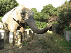 2017冬の18切符で動物園遠征２-到津の森