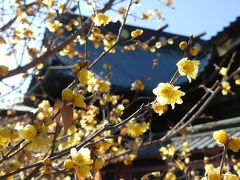 雷電神社のロウバイ_2019_咲き具合は５～６分です。（群馬県・板倉町）