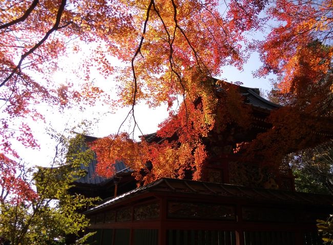 高尾山へ！<br /><br />ギリギリ紅葉シーズン<br />天気もいいのでハイキングしながら紅葉も見られたらいいね<br /><br />最後に登った高尾山は、まるで通勤ラッシュのような混雑ぶりで凹み、ここ数年足が遠のいている・・・<br /><br />「晴天、紅葉、高尾山」<br />なんとか・たいほう・卵焼き、みたいな人気集中度UPな言葉だけど、ここはふんどしを締め直して（締めてないけど）、ダイブで頂上目指す気で行ってみよう！