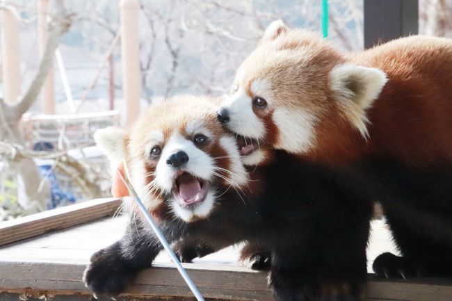 遠方にあって、アクセスが不便なのに、ハマると何度も訪れたくなる動物園があります。<br />秋吉台サファリランドは、私にとってまさにそうです。<br />埼玉の我が家から新幹線であろうとフライトであろうと新山口駅まで片道６～７時間はかかる上、何キロも歩くのは苦手な私なので、路線バスと乗り継いで途中からタクシーを利用しなくてはならないにしても。<br />やはり、毎日催行されるレッサーパンダのエサやり体験がなんといっても魅力です！<br />自分でエサをあげるときに、リンゴにつられて私の方に迫ってくる近さもすばらしいですし、動物園閑散期の冬はお客さんが少ないので、エサやり体験の時間帯の30分間に、他にお客さんがいないときは、飼育員さんとおしゃべりしながら、リンゴをねだるレッサーパンダたちを見ていられます。<br />それに、一昨年2016年生まれの双子のヨウ（耀）くんとヒカル（輝）くんは、まだまだ子パンダの魅力がありますし、レッサーパンダも男の子の方がいつまでもやんちゃです。でも、双子の男兄弟が一緒にいられる時期は限られています。<br />なので、同じ山口県内の徳山動物園に行くなら、ぜひ再訪したいと思いました！<br /><br />秋吉台サファリランドのレッサーパンダは、飼育頭数も多いし、展示交代で会える子も多いです。<br />展示パターンに複数のレッサーパンダの同居展示も多いので（レッサーパンダは単独生活者なのでふつうは１頭展示）、双子の子パンダ同士以外はあまりからまないにしても、どんな風に同居しているか見るのも楽しみです。<br />そんなわけで、今回レッサーパンダたちには、レストラン側では、朝、優希くんと風香ちゃん、ランチ時は、風香ちゃんと野乃花ちゃんの双子姉妹、動物ふれあい広場の方では、午前中は屋外では航航じいちゃんとヨウくん・ヒカルくん、室内は優香ちゃん、エサやり体験の当番はヨウくんとヒカルくん、そして展示交代で、屋外はイチハちゃんと優香ちゃん、室内はヨウくんとヒカルくんという組み合わせで見られました！<br /><br />初来園時の2017年２月は、優香ちゃんもまだまだゼロ才児でしたし、半年後の2017年９月に再訪したときは、人工哺育のヨウくんとヒカルくんがまだ2ヶ月齢で、ミルクタイムが見られました。<br />３回目はその４ヶ月後で、まだゼロ才児のやんちゃ盛りのヨウくん・ヒカルくんと１つ年上の優香ちゃんの姉弟の同居が見られました。<br />それから約１年後の再訪になったわけですが、さすがにヨウくん・ヒカルくんも落ち着いたかな……と最初のうちは思っていたのですが、とんでもありませんでした。<br />まだまだやんちゃで、展示場狭しとあちこちでバトル遊びをするところが見られました！　バンザーイ！<br />年頃になった優香ちゃんは、もう弟たちと同居していませんでしたが、一人で過ごしていたときも、面白い動きを見せてくれたし、とっても可愛かったです。まさしく、時々動物園の来園者が言うのを耳にしますが「自分が可愛いことがわかっているんでじゃないか」って可愛らしさ@<br />小悪魔的というか、あざといと言えますが、全然オッケー、むしろ大歓迎！<br /><br />それから、もしかしたらもう移動して会えないかと思っていたイチハちゃんに会えたもの嬉しかったです。<br />再訪できて、イチハちゃんがますます好きになりました。<br />レッサーパンダは年齢を経ると、ますます可愛くなる子が多いのです。<br />その意味では、航航じいちゃんは、ますますクマちゃんらしい可愛らしさが増していて、やんちゃな孫たちにちょっと閉口している様子もしびれました。<br />そのわりには、朝一番の朝食タイムでは、自分の分はさっさと食べ終えて、おっとりと食べていたヒカルくんの皿から分け前をちょうだいし、しまいにはヒカルくんを追い払ってしまった航航じいちゃんでした（笑）。<br />飼育員さんの話では、航航じいちゃんは食に対する執着が強いとのこと。食欲旺盛なのは健康で長生きする秘訣だと思うので、たのもしいです。<br /><br />というわけで、動物ふれあい広場では、レッサーパンダたちをゆっくり見られたのですが、レストラン側では、予約したエサやりバスの時間の関係などで、あまりゆっくりしていられなかったのは残念です。<br />ただ、タイミングよく、昼寝している時ではなく、特に風香ちゃんと野乃花ちゃんの仲良しぶりが見られたのは良かったです。<br /><br />＜2019年の年始休みを延期して６日と７日に出かけた今年２度目のレッサーパンダ遠征の周南市徳山動物園と秋吉台サファリランドの旅行記のシリーズ構成＞<br />□（１）徳山アクセスや徳山動物園いろいろ：夜行バスでのアクセスは初めての山口＆徳山動物園いろいろ～素敵なグッズがたくさんの売店やレッサーパンダの赤ちゃん誕生記録など<br />□（２）徳山動物園（前編）レッサーパンダ特集：子パンダのネイくんチャルくんとフーフー・パパが同居＆ヒコくんとスミレちゃんも同居～新館「ねいちゃる」で会えた総勢10頭<br />□（３）徳山動物園（後編）ぞうさんの歌の作詞家の生まれ故郷の地で会えたアジアゾウや白いタヌキなどレッサーパンダ以外の魅力的な動物たち～ビントロングとライオンとトラには会い損ねたけど<br />□（４）新山口前泊で初めて泊まる在来線側のコンフォートホテル新山口＆フグ以外の山口グルメと徳山駅で先に買ったフグづくしの山口みやげ＆景色も楽しんだ秋吉台サファリランドいろいろ<br />■（５）秋吉台サファリランド（前編）レッサーパンダ特集：まだまだやんちゃな１才半のヒカルくんとヨウくん朝ごはんやプロレス遊びやエサやり体験＆乙女になった優香ちゃんや航航じいちゃん・イチハちゃんにも会えて総勢８頭<br />□（６）秋吉台サファリランド（後編）ハリネズミともふれあえ、生まれて２週間の赤ちゃんカピバラにも会えたキッズサファリ＆サファリゾーンは定番のエサやりバスで<br /><br />秋吉台サファリランドの公式サイト<br />http://www.safariland.jp/<br /><br />＜タイムメモ（秋吉台サファリランド・詳細版）＞<br />【2019年１月５日（土）】<br />19:30　東京駅八重洲口発 防長バス 萩エクスプレスに乗車<br /><br />【2019年１月６日（日）】<br />07:00　徳山駅前に到着<br />（定刻だと07:24到着）<br />07:00-07:30　駅前下見散策<br />07:40-08:00　駅ビルの定食屋で朝食<br />08:55　バイパス経由のバスに乗車（みゆき口・臨時バス停３番）<br />（８番に100円ちょい乗りバスがあったのに気付かず）<br />09:00　動物園文化会館入口に到着（運賃210円）<br />09:10　周南市徳山動物園に入園（開園09:00）<br />09:10-16:30　周南市徳山動物園<br />16:30　北門から動物園を出る（閉園16:30（冬季時間））<br />16:30　北門前発の100円ちょい乗りバスに乗車（ぎりぎり）<br />（正門の停留所だと16:35発）<br />16:45　徳山駅に到着<br />17:00-17:10　徳山駅で山口みやげの買い物<br />17:20　JR山陽本線 下関行きに乗車<br />18:10　新山口駅に到着（運賃760円）<br />18:20-19:40　新山口駅新幹線口のレストランで夕食<br />（三代目網元 魚鮮水産 アイスタ山口駅前店）<br />19:45-19:50　在来線側のバスターミナルを下見<br />19:55頃　コンフォートホテル新山口にチェックイン<br /><br />【2019年１月７日（月）】<br />07:20　起床<br />07:45-08:05　ホテルのバイキング朝食<br />08:20　チェックアウト<br />08:35　新山口駅在来線側発の東萩駅行きの路線バスに乗車<br />09:25頃　絵堂のバス停に到着（運賃1,300円）<br />（定刻だと09:19／そこからタクシー約1,400円）<br />09:30　秋吉台サファリランドに入園（開園09:30）<br />09:35-09:40　レッサーパンダ<br />（レストラン脇：優希・風花 or 野々花）<br />09:45-09:55　キリン<br />09:55-10:00　カンガルー<br />10:00-11:45　レッサーパンダ<br />（屋外は航航・ヨウ・ヒカル／屋内は優香）<br />（ちょうど朝ごはんの皿が出てきたところ）<br />（10:30頃に新しい笹の差し入れ）<br />11:50-12:00　マルミミゾウのエサやり<br />12:10-12:45　キッズサファリ＆ふれあい休憩所<br />（ヨツユビハリネズミ・モルモットほか）<br />12:50-13:50　レッサーパンダ<br />（13:00-13:30　レッサーパンダのエサやり体験）<br />（ヨウ・ヒカル室内展示に移動／屋外はイチハ・優香）<br />14:00-14:25　バイキング・ランチ休憩<br />（レストラン脇のレッサーパンダは風花・野々花）<br />14:30-15:00　エサやりバス＜乗客３組・計６名＞<br />15:00-15:05　カンガルー<br />15:05-15:10　アフリカハゲコウ・ホワイトタイガー<br />（ホワイトライオンはサファリゾーンに移動）<br />15:10-15:50　レッサーパンダ<br />15:55-16:25　キッズサファリ＆ふれあい休憩所<br />（リスザルのエサやり・カピバラの母子・フタユビナマケモノほか）<br />16:30　サファリランドを出る（閉園16:30（冬季時間））<br />17:01　路線バスでバス停「大田中央」へ向かう<br />17:19　大田中央のバス停に到着<br />18:20　大田中央発の萩エクスプレスに乗車<br /><br />【2019年１月８日（火）】<br />08:30　東京駅日本橋口に到着<br />（定刻だと09:30）<br />10:30頃　帰宅<br /><br />※これまでの動物旅行記の目次を作成済。随時更新中。<br />「動物／動物園と水族館の旅行記～レッサーパンダ大好き～　目次」<br />http://4travel.jp/travelogue/10744070<br /><br />※そのうち秋吉台サファリランドと前泊・アクセス編などの旅行記一覧は、山口編プロローグの旅行記「新春2019・山口レッサーパンダ遠征（４）新山口前泊で初めて泊まる在来線側のコンフォートホテル新山口＆フグ以外の山口グルメと徳山駅で先に買ったフグづくしの山口みやげ＆景色も楽しんだ秋吉台サファリランドいろいろ」の末尾にまとめました。<br />https://4travel.jp/travelogue/11445586<br />