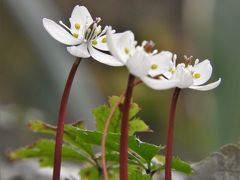 バイカオウレンが咲き始めた神戸市立森林植物園