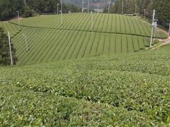 奈良の田原・オーガニックファームで至れり尽くせりの茶畑見学と体験の一日