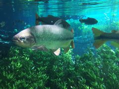 ブラジルで一番お勧めする場所　　ボニート