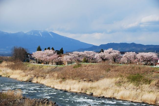 ひとりお花見部 ゴールデンウィークに長野県小諸市と佐久市でお花見 小諸 御代田 長野県 の旅行記 ブログ By Middx さん フォートラベル