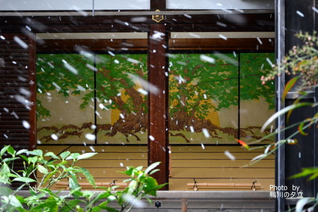 昨年は京の冬の旅に出かけなかったので行ってみました。<br />今年の天気は予報では暖冬とか言ってなかったっけ?<br />まあいいか 元気に歩ければそれでいい!<br />ヒートテックを上下+貼るカイロ3枚<br />(お腹に一枚と小さいのを背中の両脇にそれぞれ貼って)<br />おじさんは頑張るぞー(笑)<br /><br />今年はじめて光明院のお墓掃除から始まり<br />JRで東福寺駅→京都駅→花園駅と移動して妙心寺へ<br />妙心寺では龍泉庵、麟祥院、天球院が特別公開されています。<br />京の冬の旅今年のテーマは京都にみる日本の絵画~近世から現代~<br />「秘められた京の美をたすねて」<br />障壁画や襖絵、掛け軸など素晴らしい芸術を堪能できます