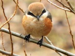 野鳥飛び交う三木山森林公園