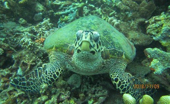 10年目のアニラオダイブ5泊6日 魚の顔を正面から マニラ フィリピン の旅行記 ブログ By ヘラヤガラさん フォートラベル