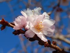 素晴らしかった冬桜その後(1月27日観察)