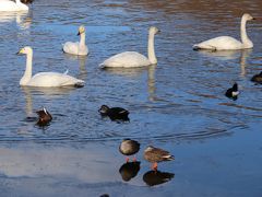 2019新年の栃木/羽田沼野鳥公園（バードウォッチング/ハクチョウ/カモ）