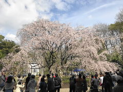 仔猫といっしょ計画（東京総決算２０１８　六義園他）