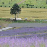 七月連休に行くラベンダー満開の北海道　後編、花畑めぐり