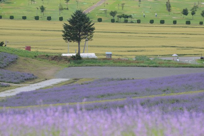 七月連休に行くラベンダー満開の北海道　後編、花畑めぐり