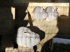 八幡山公園動物広場