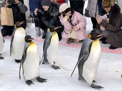 AIRDO無料航空券で旭川へ　（一人旅）　ＤＡＹ2その1　今回の唯一のミッション☆旭山動物園のペンギンのお散歩を鑑賞するよ！動画あり