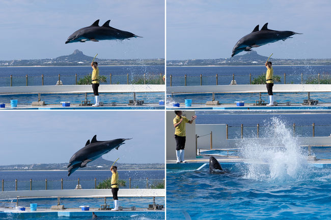 古宇利島の次は本部町の海洋博公園。ここは美ら海水族館が有名ですが、私たちは以前来たことがあるので、イルカショーと園内の散策のみです。