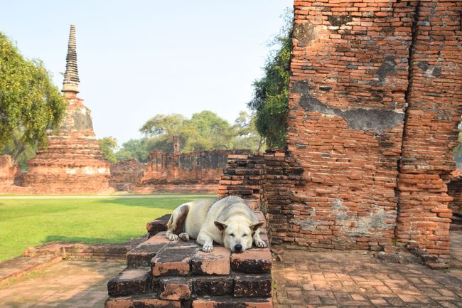 タイと言えば、私は毎年11月にチェンマイに行こうとして<br />予定を立ててなんだかんだで毎年行けないのですが<br />そんな事言ったらアユタヤにも何度か行こうとして行けず<br />「じゃ、今度ゆっくり」フォルダに入れたままにしていました。<br /><br />ですが今回、バンコクに行くにあたって見ていた<br />４トラyasakiさんの旅行記に、バンコクからアユタヤへの<br />お昼くらいまでで終わるお手軽ツアーがあるではないですか！<br />「今度ゆっくり」なんて言ってたら、いつになるやら分からないので<br />ヨシ！これで行ってしまおう！という事で行ってきました。